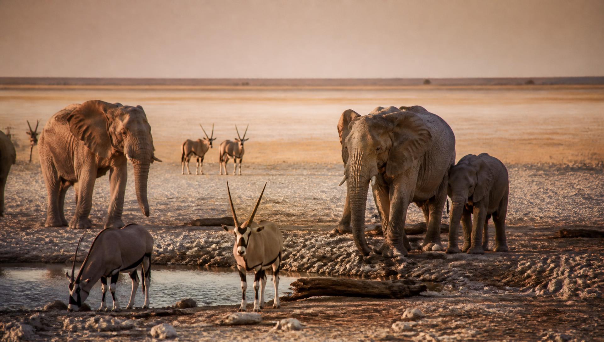 Elephants and oryx at a waterhole in Etosha National Park